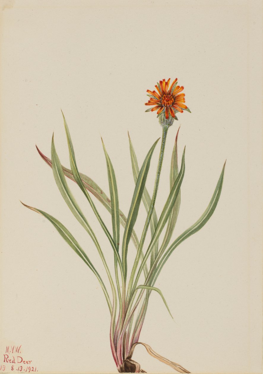 Pampeliška nepravá (Agoseris aurantiaca) od Mary Vaux Walcott