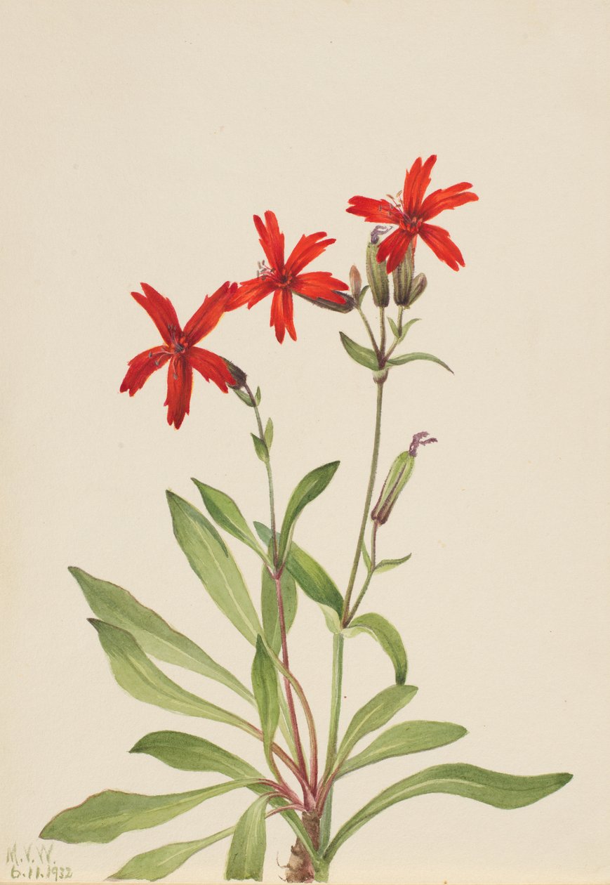 Fire Pink Silene virginica, 1932. od Mary Vaux Walcott