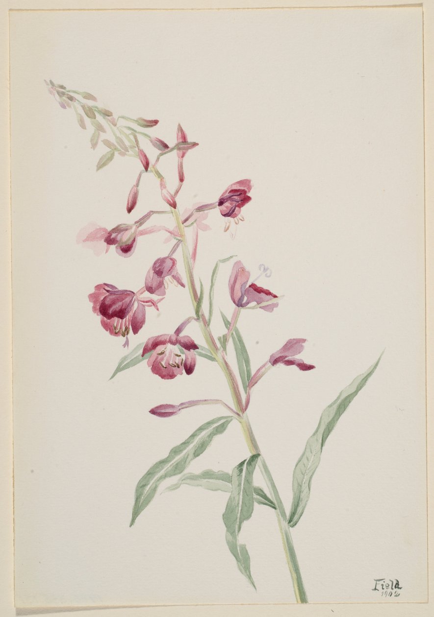 Ohnivec úzkolistý (Epilobium angustifolium) od Mary Vaux Walcott
