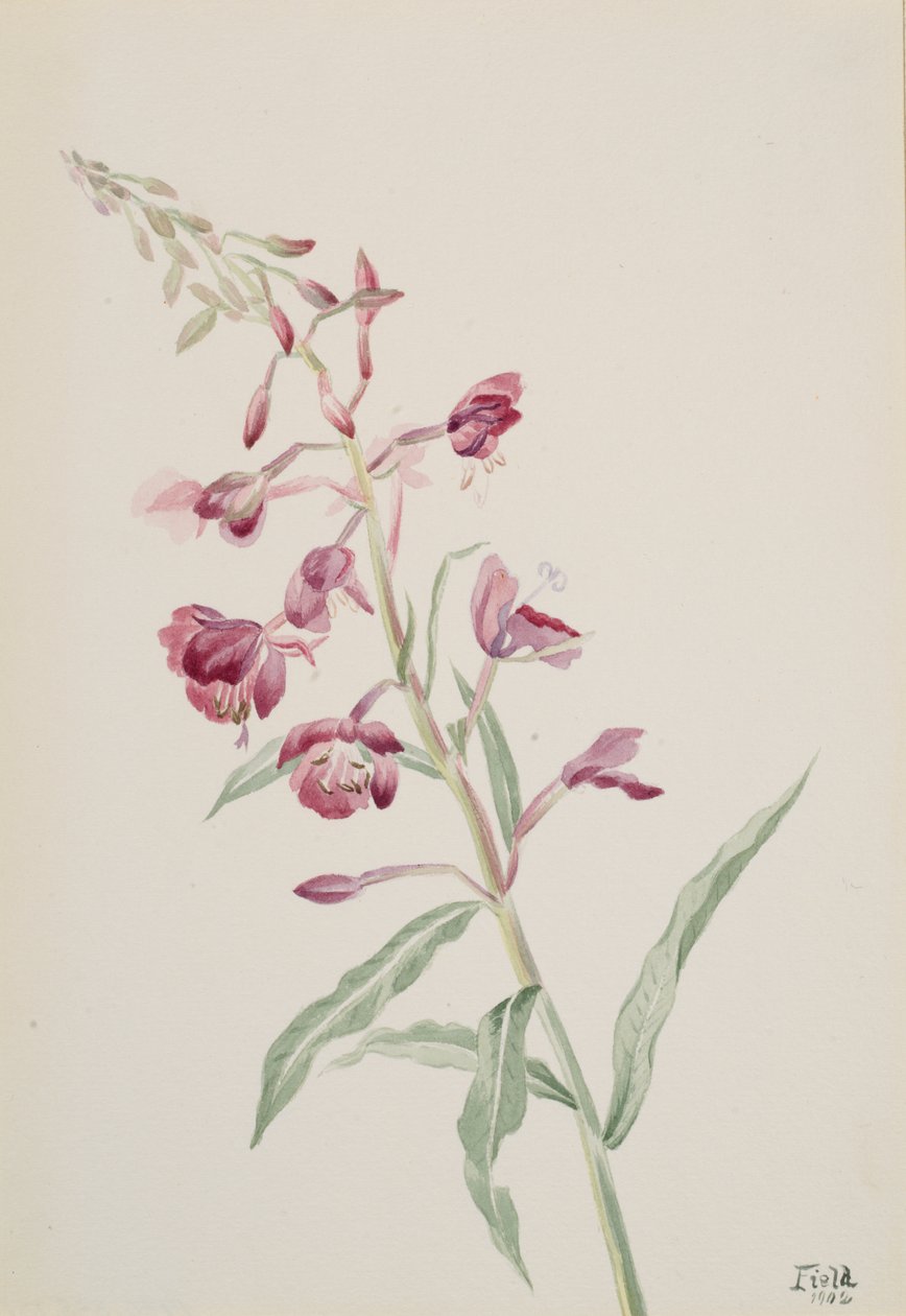 Fireweed Epilobium angustifolium, 1902. od Mary Vaux Walcott