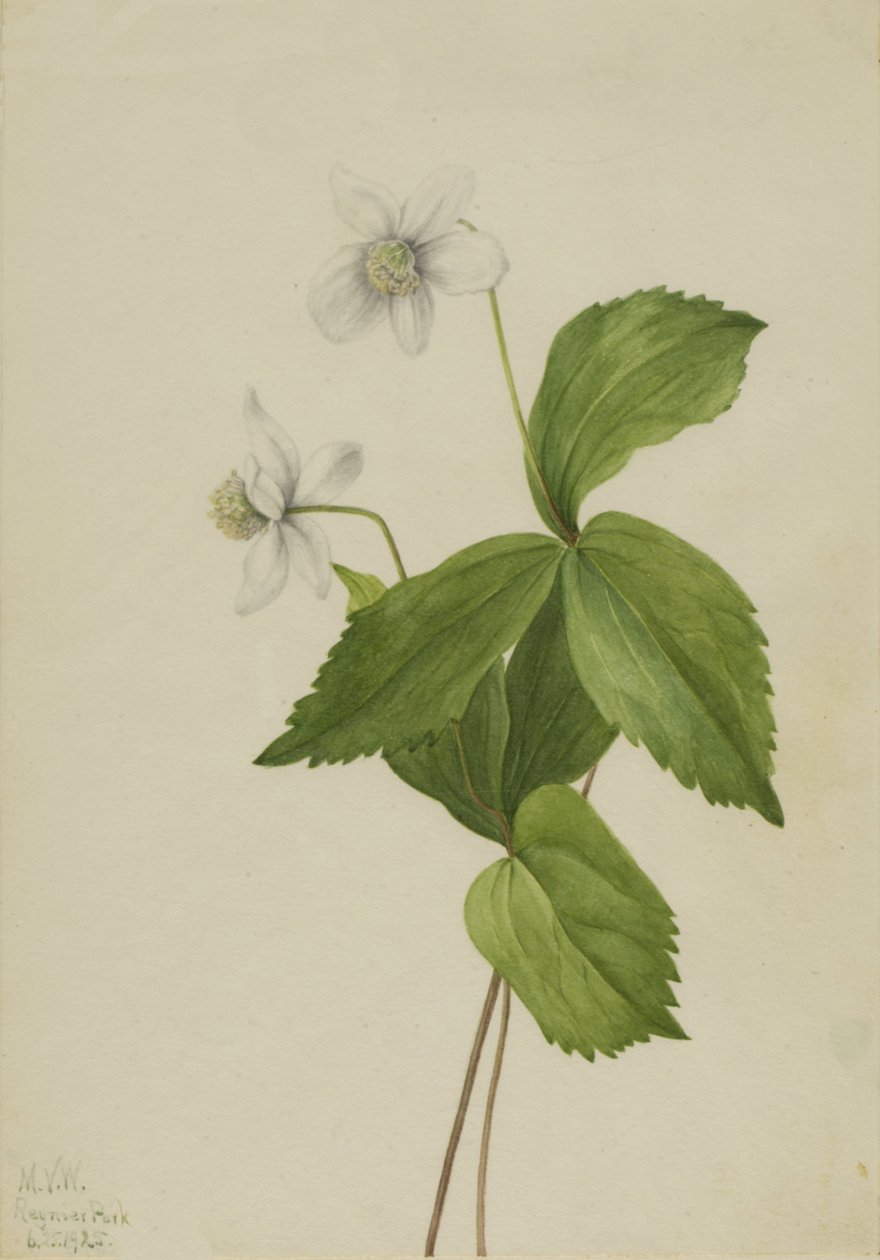 Sasanka lesní Anemone deltoidea, 1925. od Mary Vaux Walcott