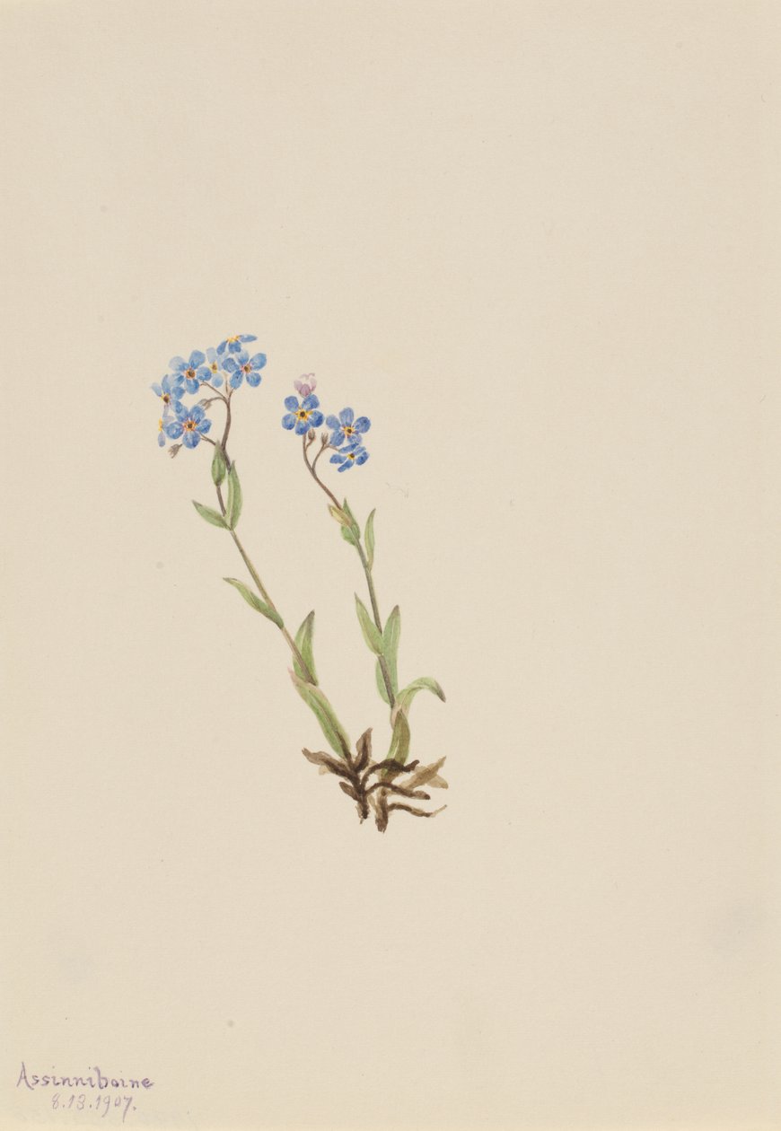 Forget-Me-Not Myosotis alpestris, 1907. od Mary Vaux Walcott