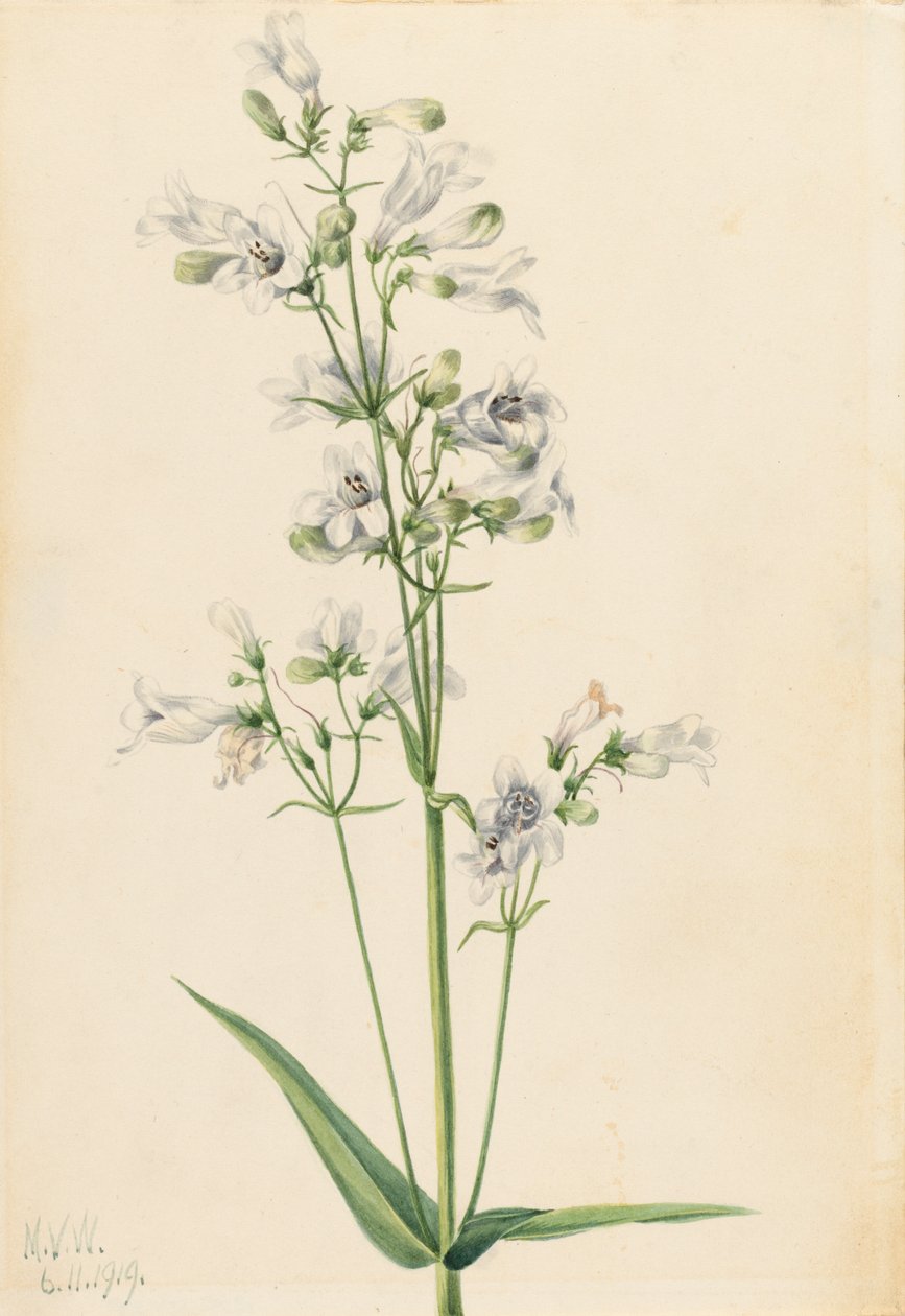 Náprstník Penstemon Penstemon digitalis, 1919. od Mary Vaux Walcott
