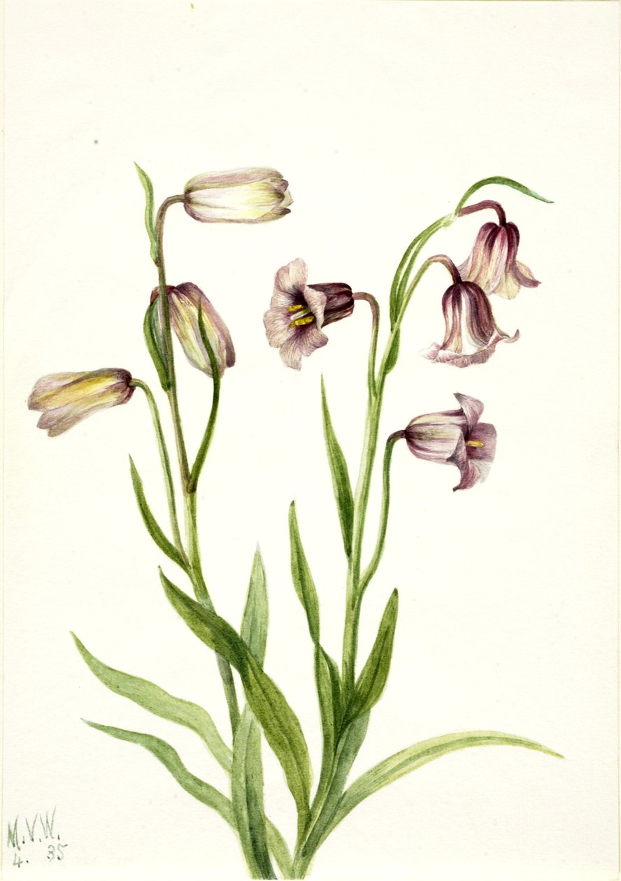 Květopas dvoukvětý (Fritillaria biflora) od Mary Vaux Walcott