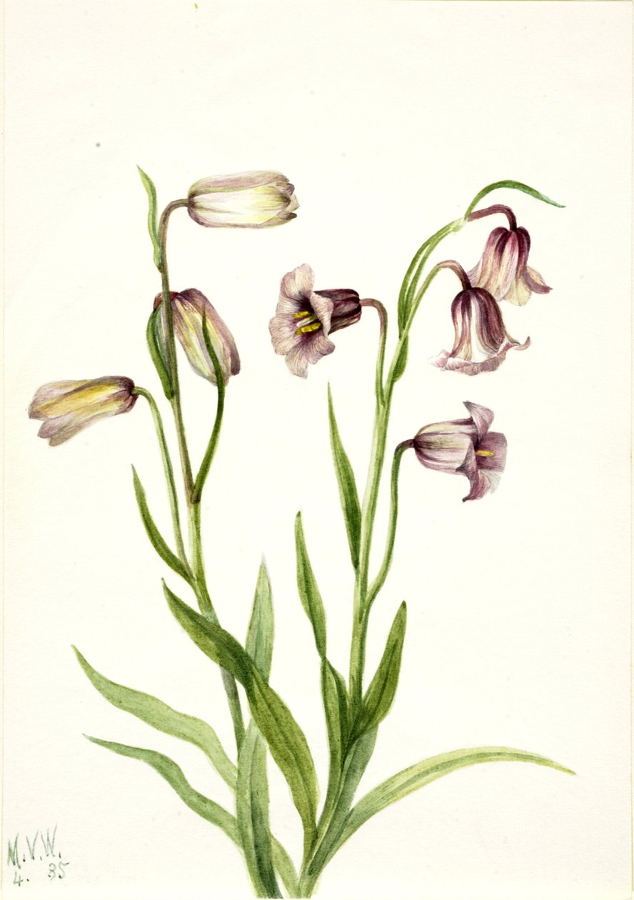 Fritillaria Fritillaria biflora, 1935. od Mary Vaux Walcott