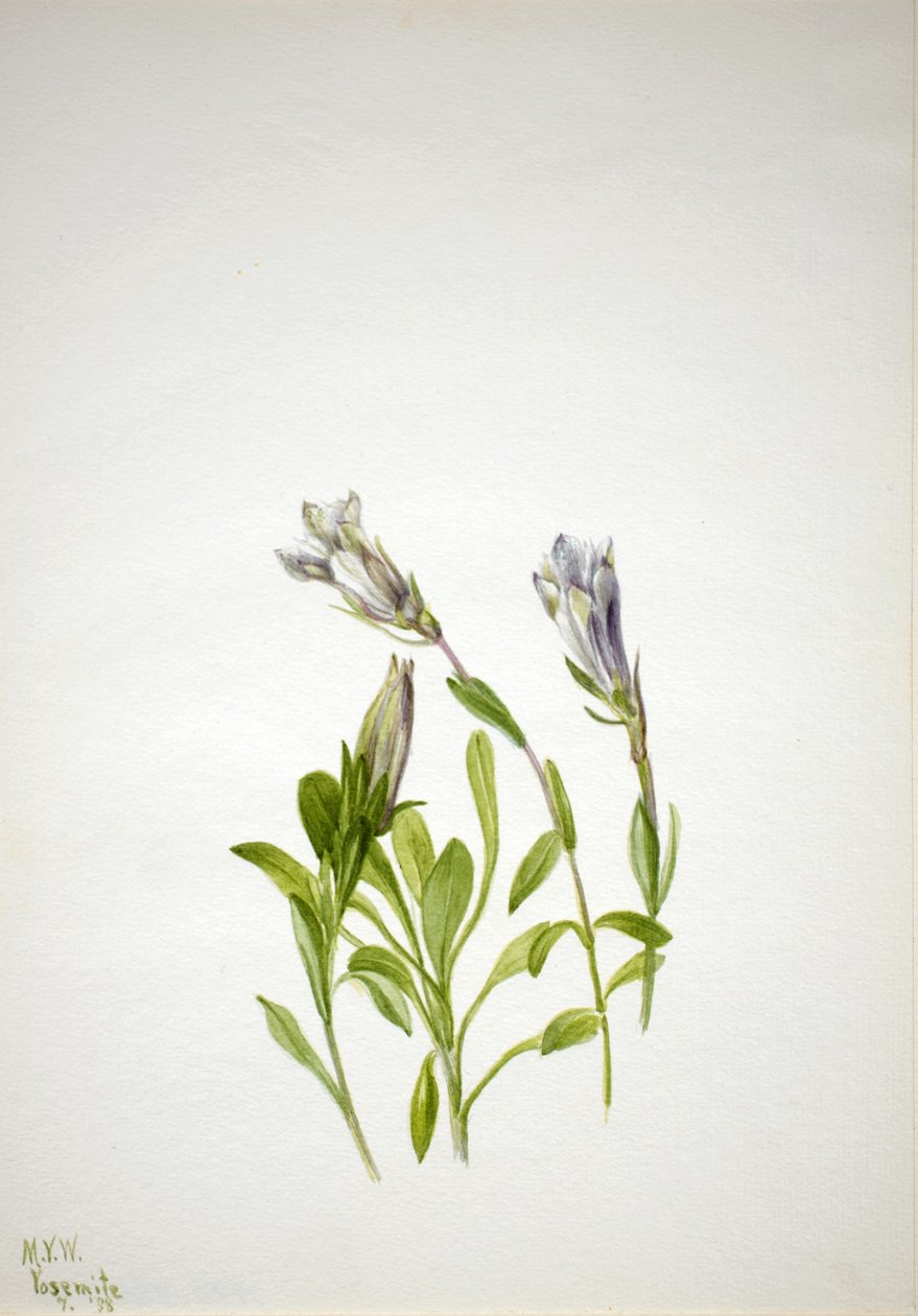 Hořec nový (Gentiana newberri) od Mary Vaux Walcott