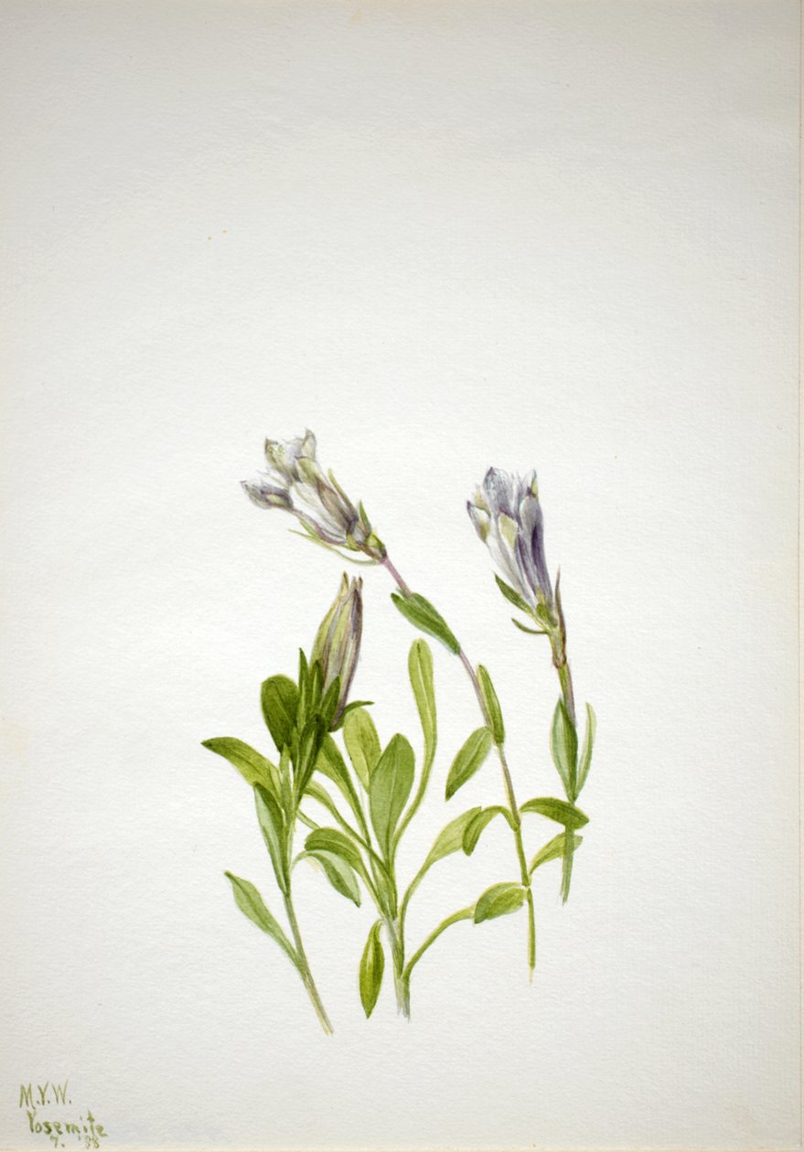 Gentian Gentiana newberry, 1938. od Mary Vaux Walcott