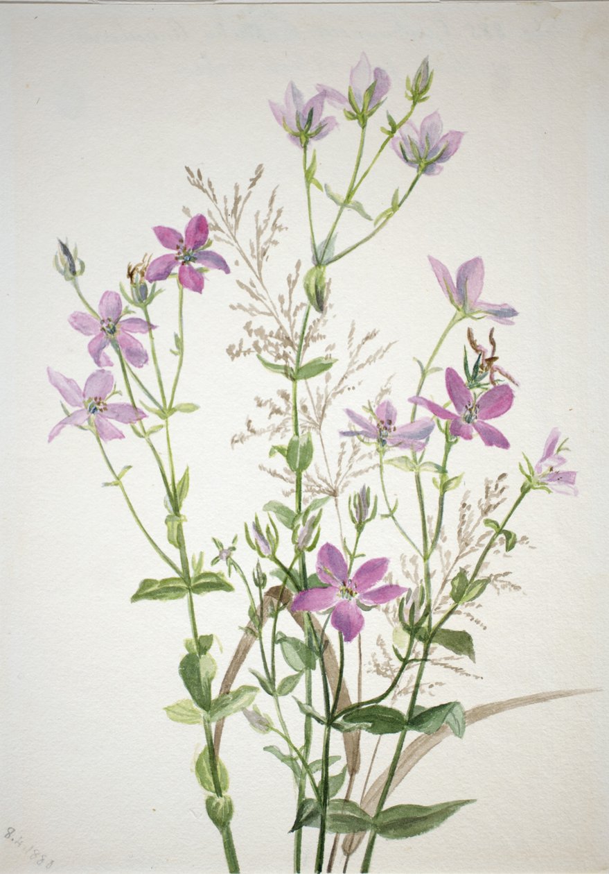 Gentianacease sabbalia angularis od Mary Vaux Walcott