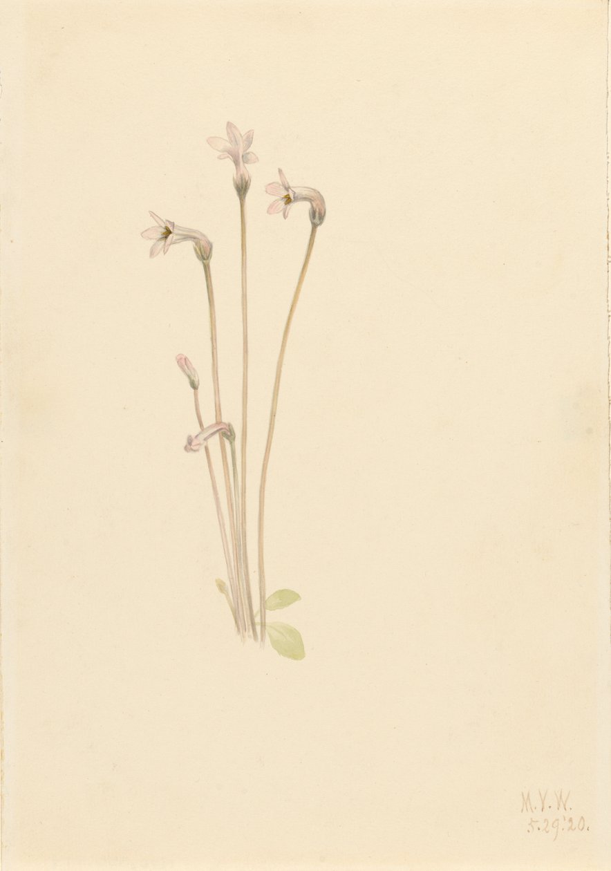 Ghostpipe Thalesia uniflora, 1920. od Mary Vaux Walcott