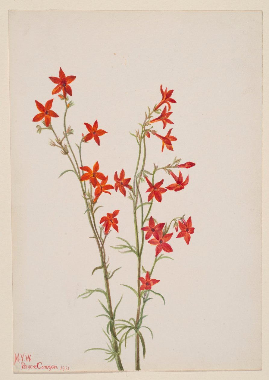 Gilia arizonica od Mary Vaux Walcott