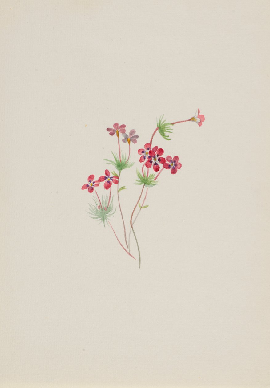 Gilia linanthus parviflorus, ca. 1900-1930. od Mary Vaux Walcott