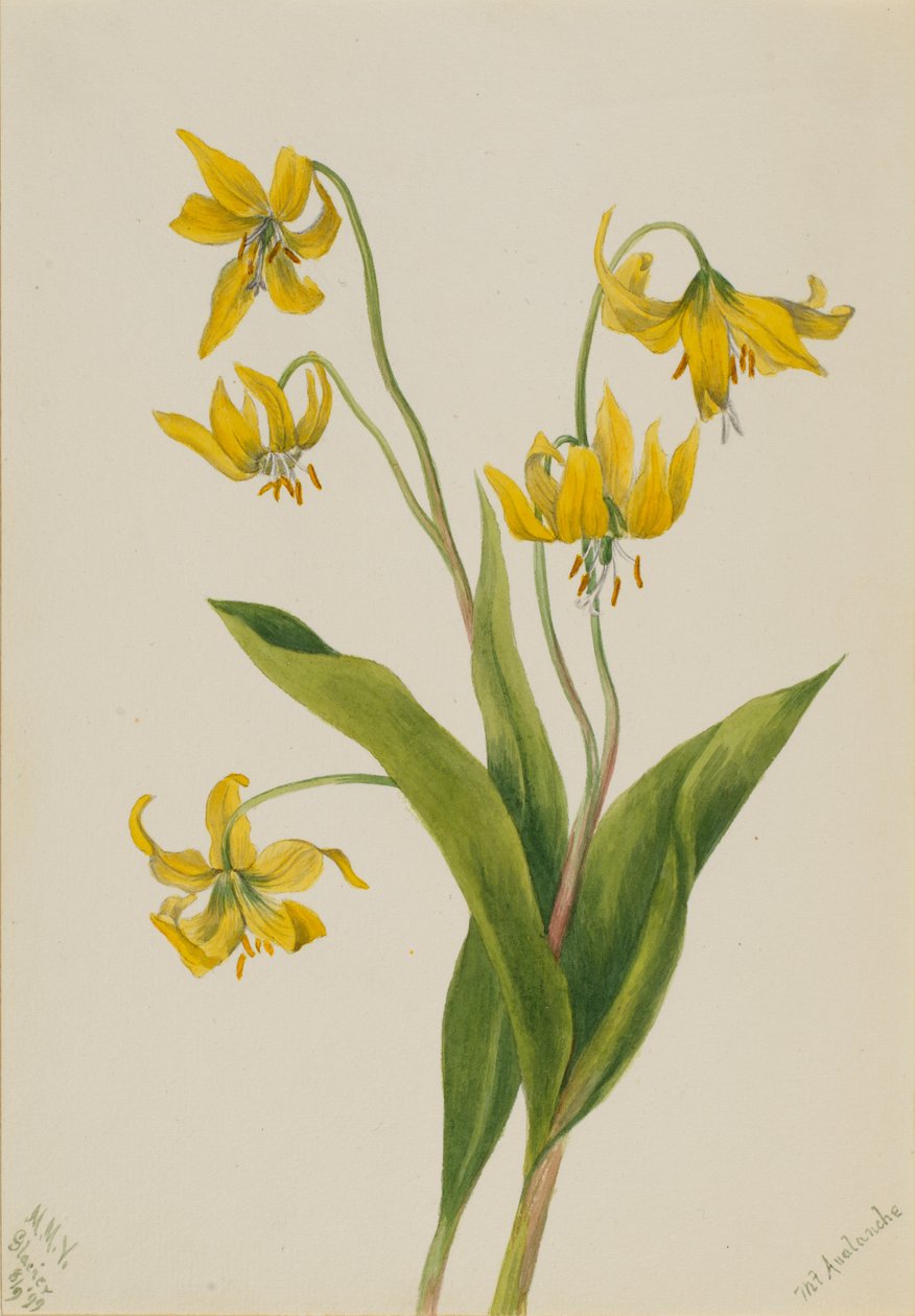Glacierlily Erythronium grandiflorum, 1899. od Mary Vaux Walcott