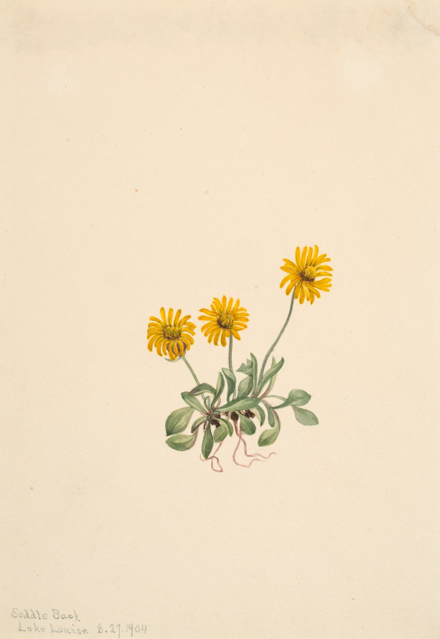 Zlatý blešák Erigeron aureus, 1904. od Mary Vaux Walcott