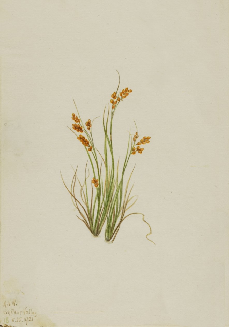 Zlatá ostřice Carex aurea, 1921. od Mary Vaux Walcott