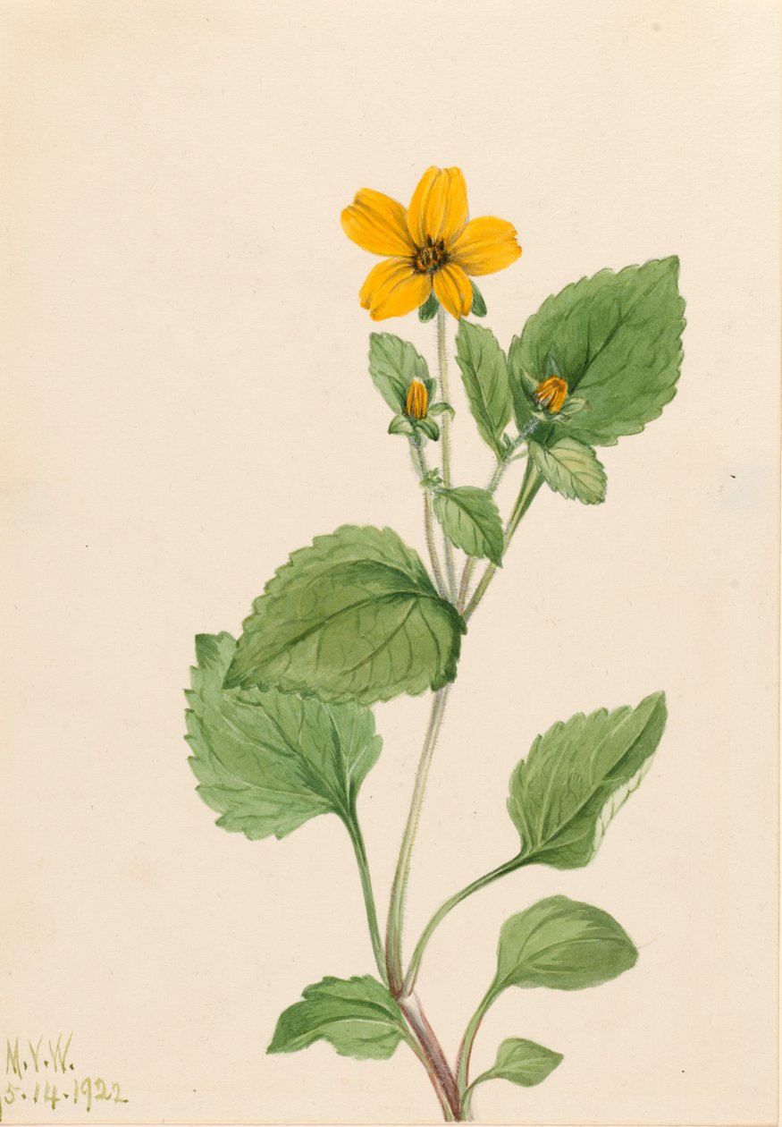 Zlatá hvězda Chrysogonum virginianum, 1922. od Mary Vaux Walcott