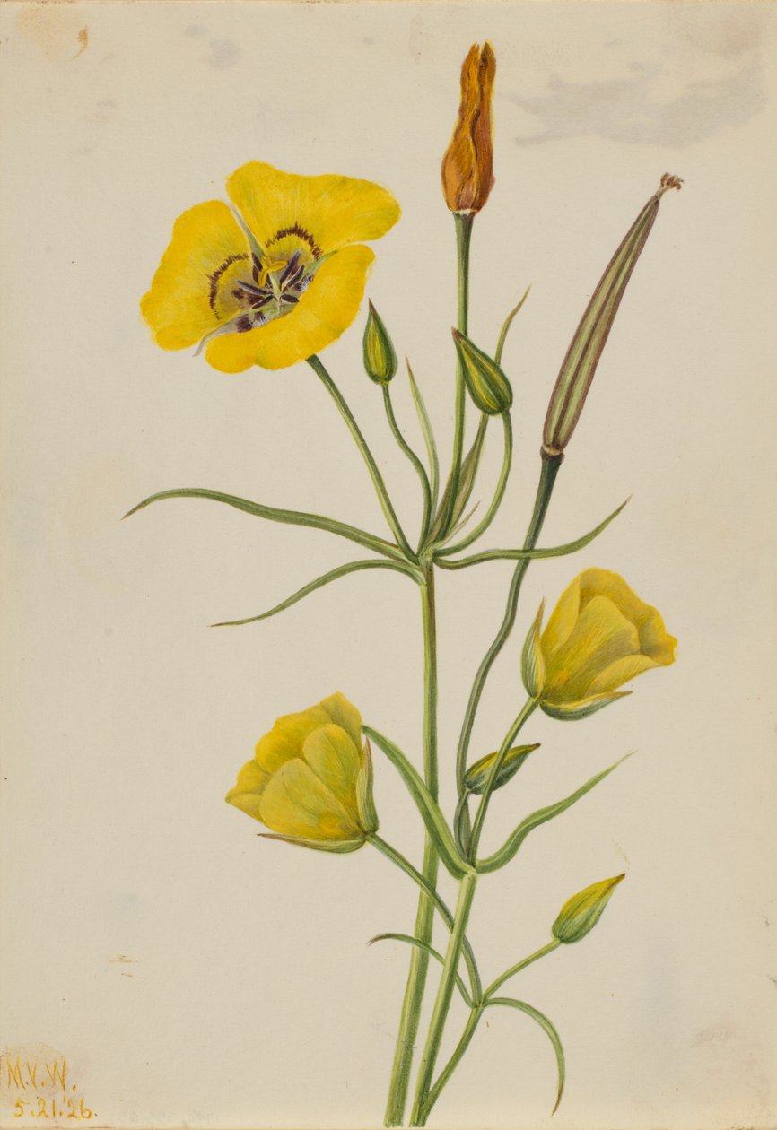 Mariposa zlatá (Calochortus claratus) od Mary Vaux Walcott