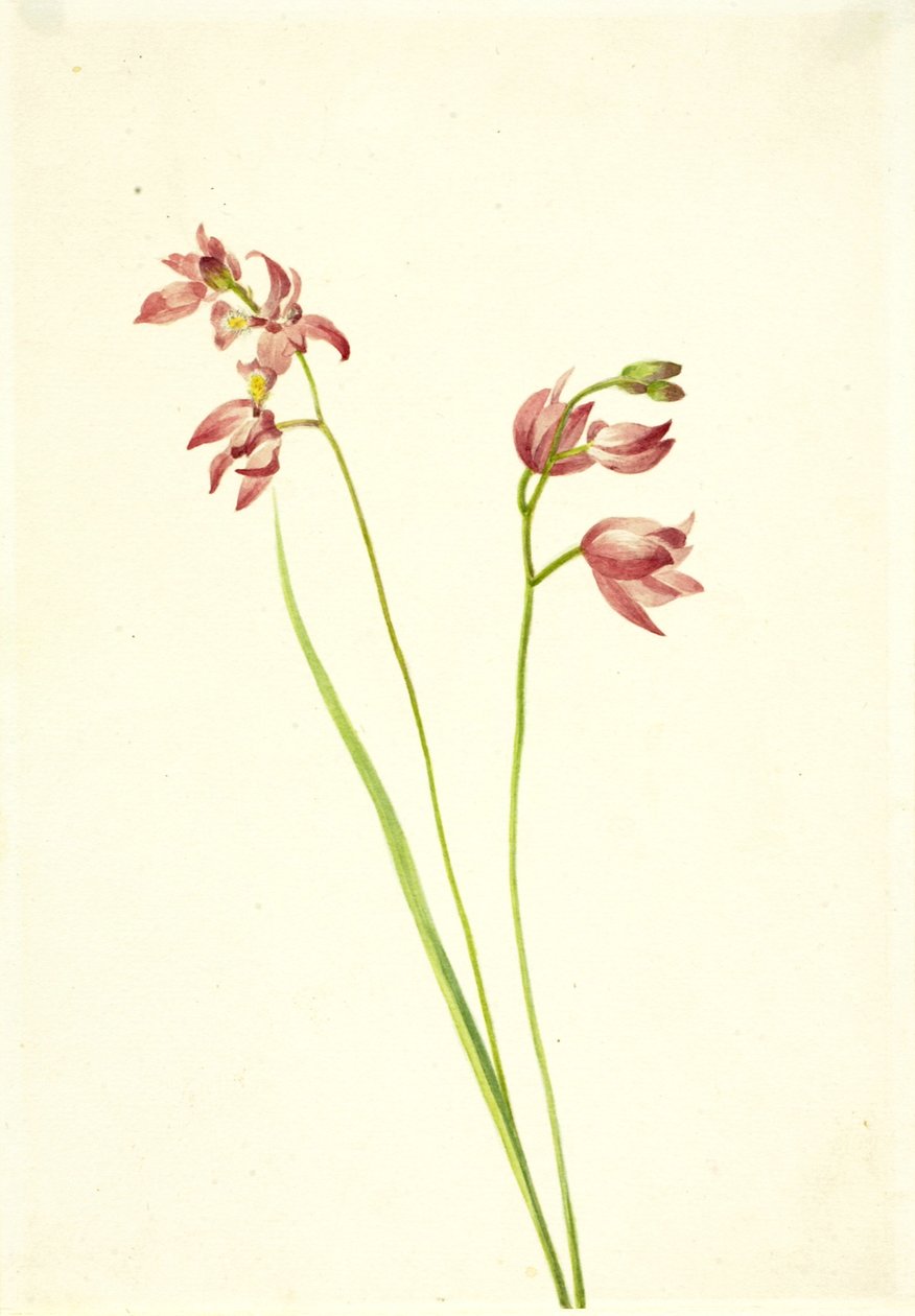 Trávově růžová Orchid Limodorum tuberosum, n.d. od Mary Vaux Walcott