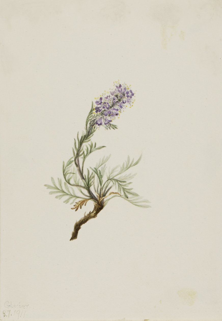 Phacelia šedá (Phacelia sericea) od Mary Vaux Walcott