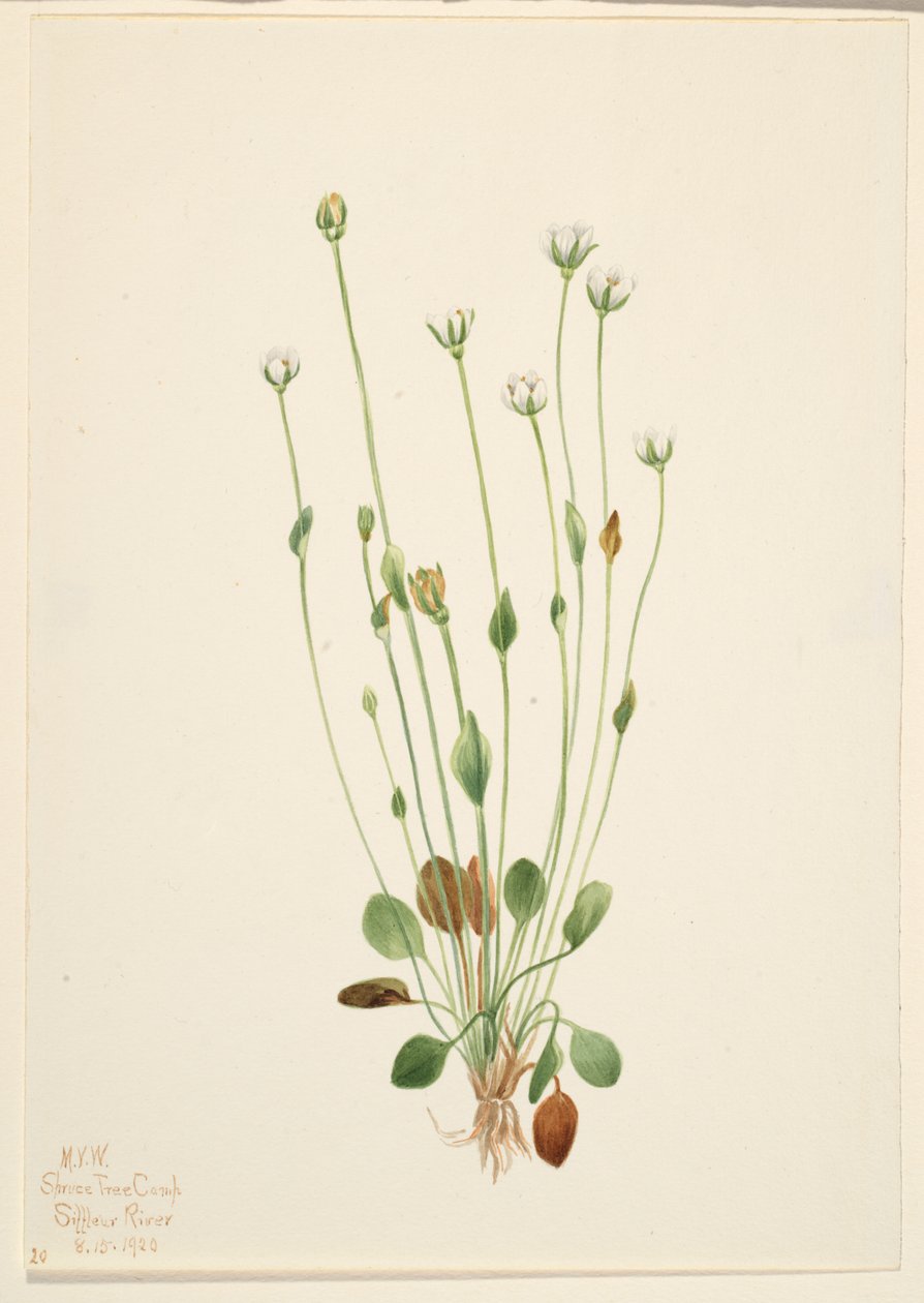 Chrastavec šedý (Senecio canus) od Mary Vaux Walcott