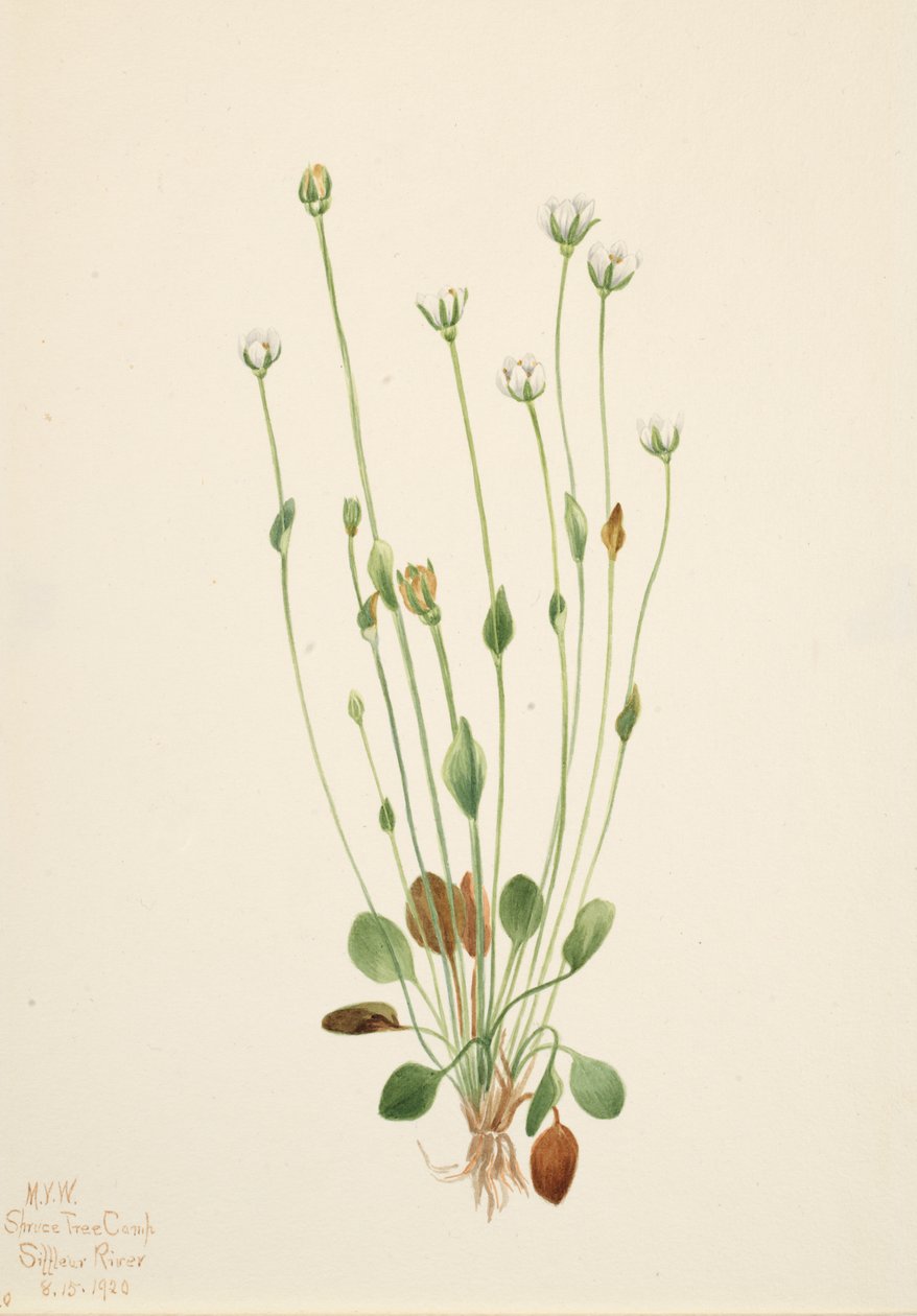 Starček šedý Senecio canus, 1920. od Mary Vaux Walcott