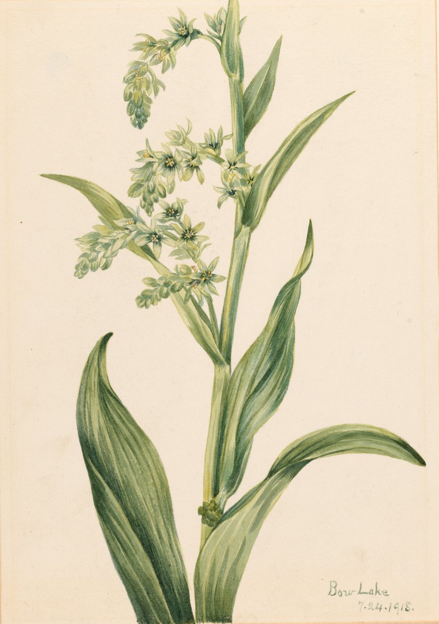 Zelené medvědí zelí (Veratrum viride) od Mary Vaux Walcott