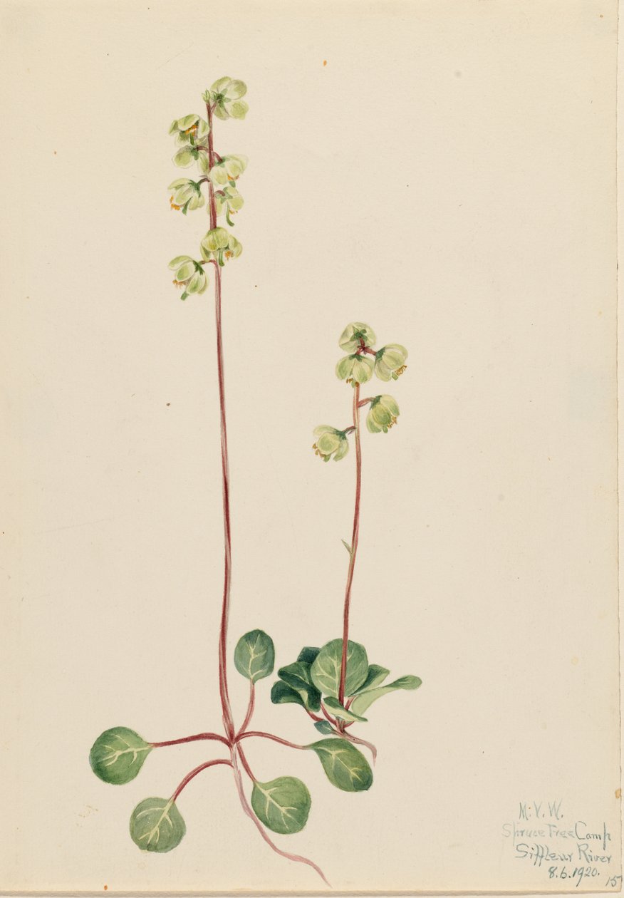 Zelená pyrola (Pyrola chlorantha) od Mary Vaux Walcott
