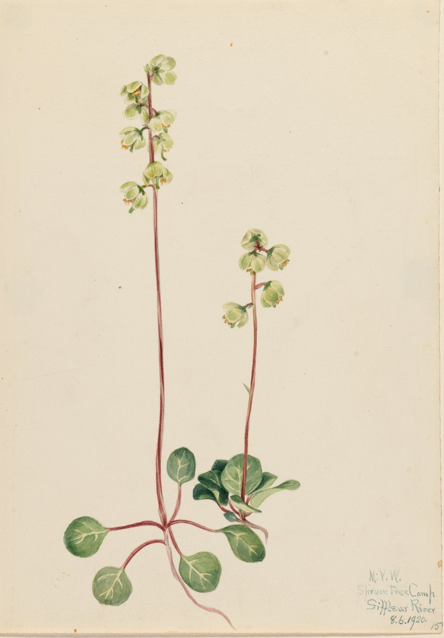 Zelená Pyrola Pyrola chlorantha, 1920. od Mary Vaux Walcott