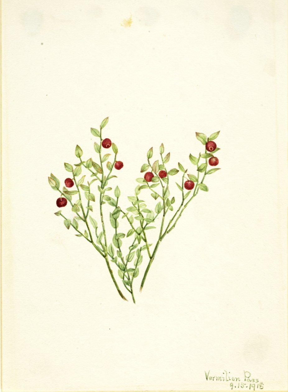 Tetřev hlušec (Vaccinium scoparium) od Mary Vaux Walcott