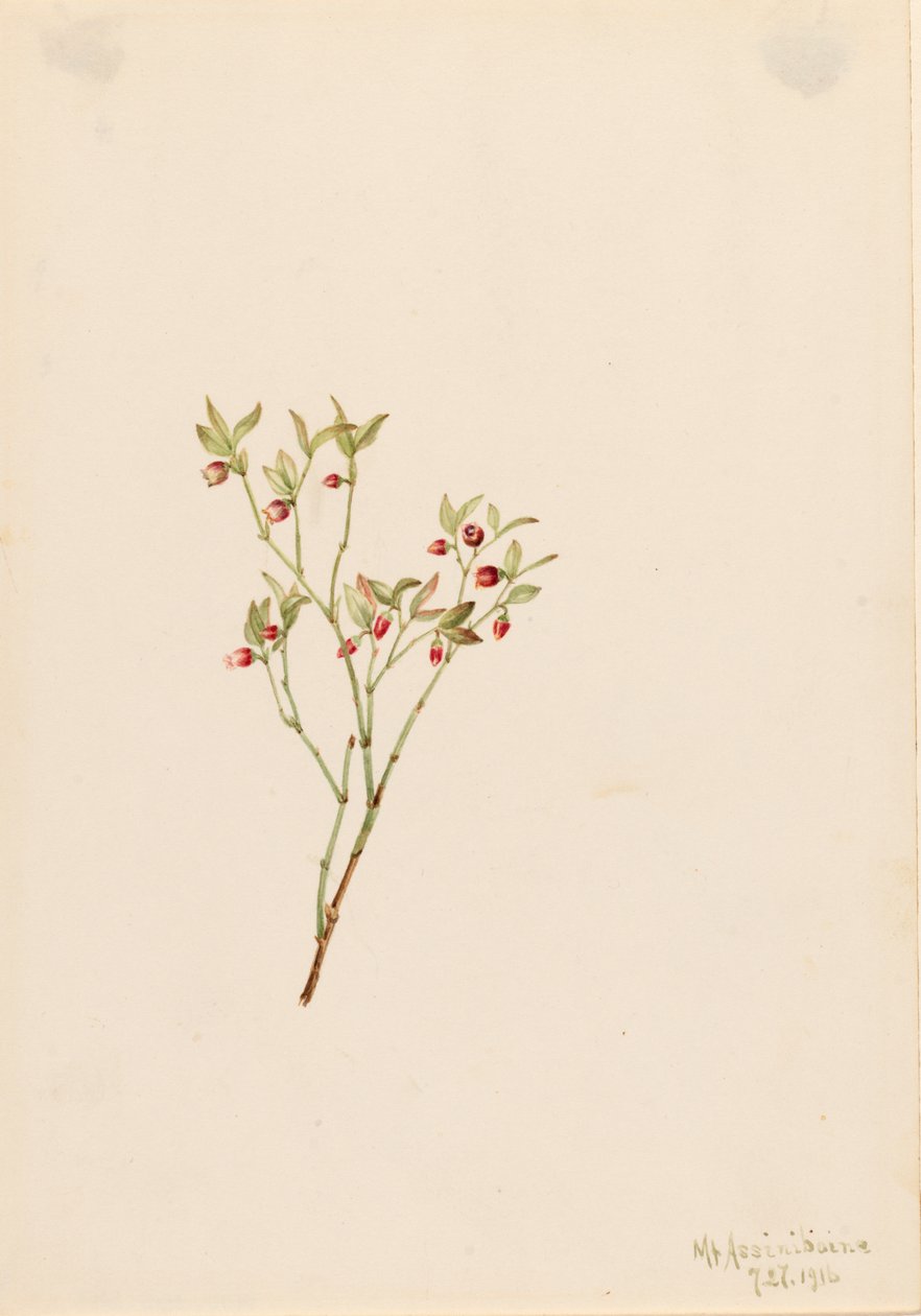 Grouse Whortleberry Vaccinium scoparium, 1916. od Mary Vaux Walcott