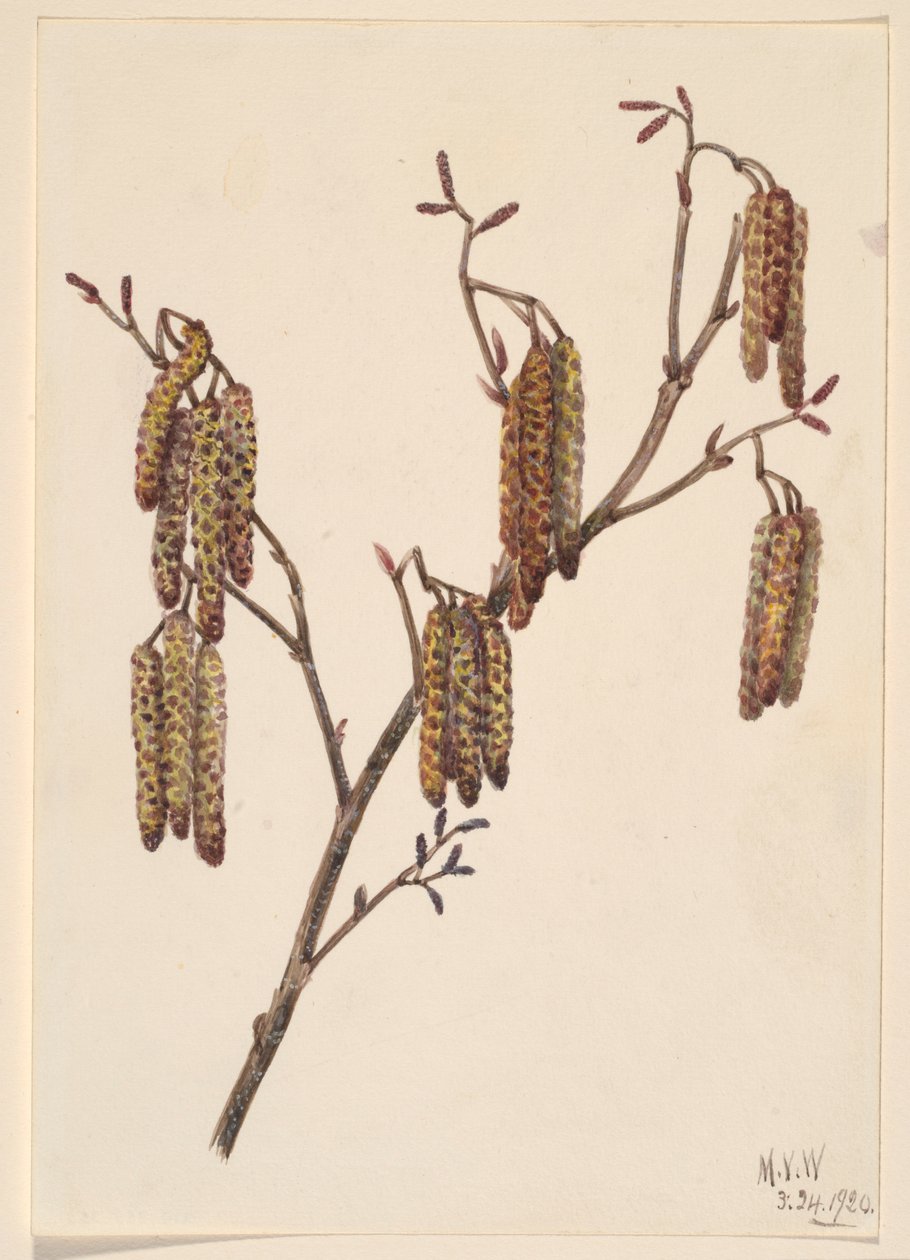 Olše lepkavá (Alnus regosa) od Mary Vaux Walcott