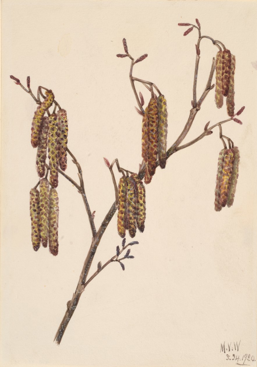 Hazel Alder Alnus regosa, 1920. od Mary Vaux Walcott