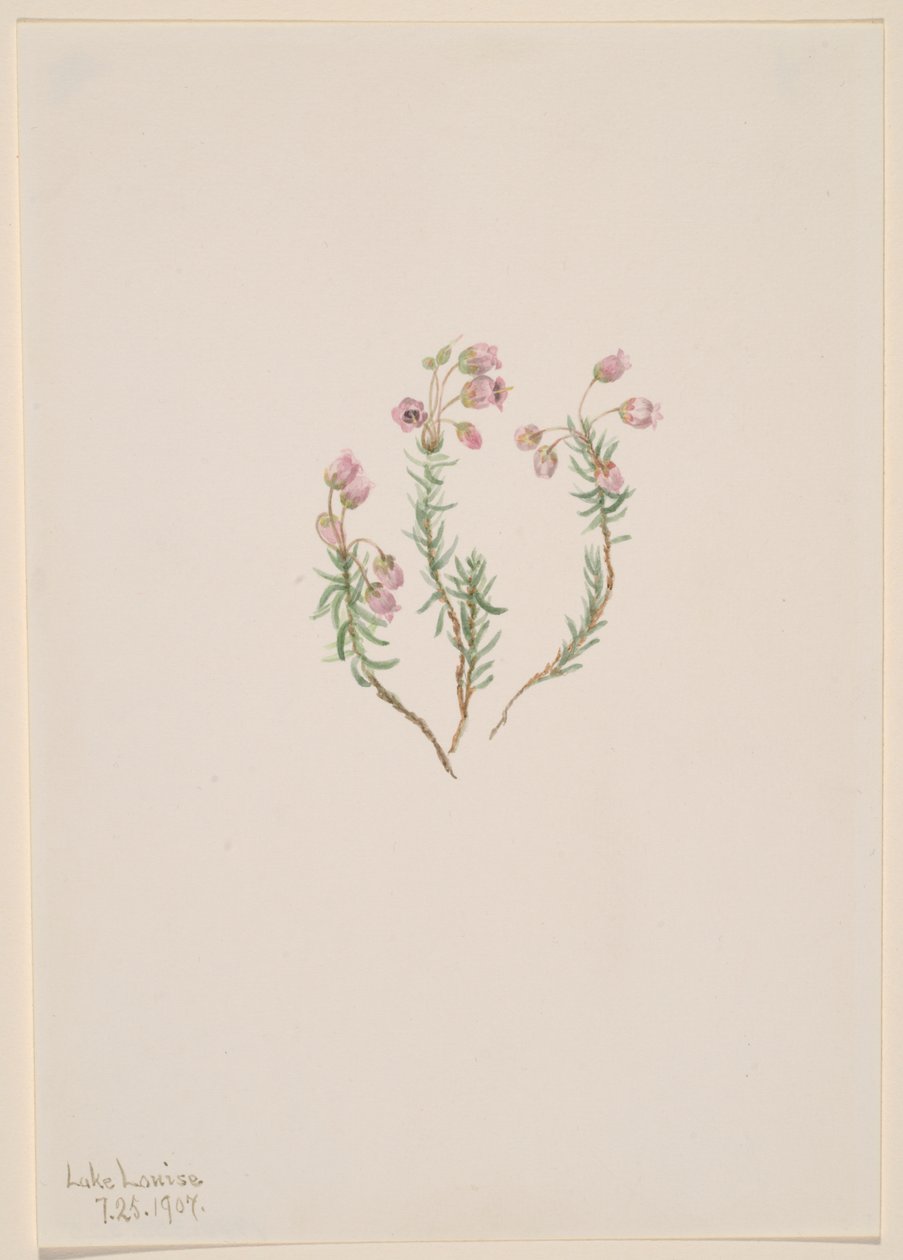 Heather Phyllodoce intermedia, 1907. od Mary Vaux Walcott