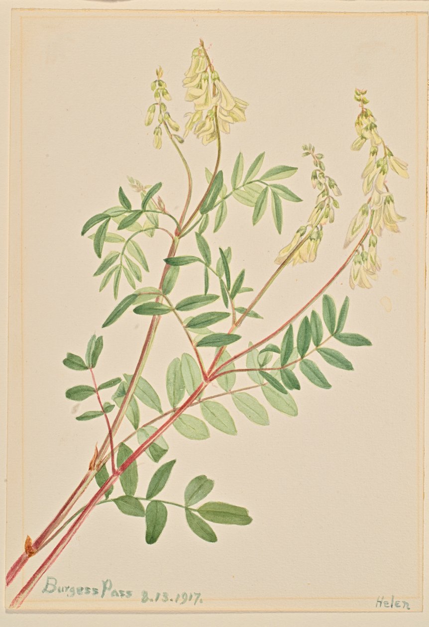 Hedysarum (Hedysarum sulphurescens) od Mary Vaux Walcott