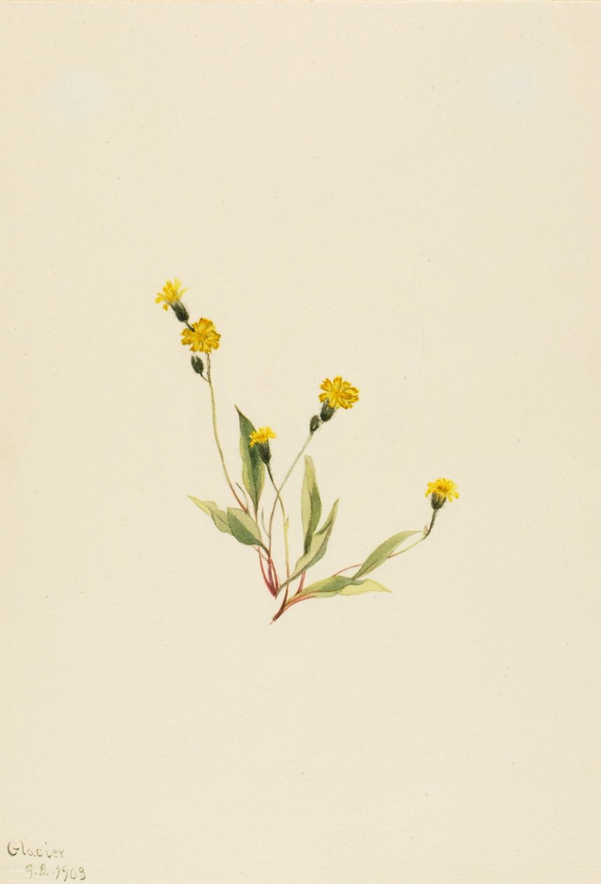 Heieracium gracile, 1903. od Mary Vaux Walcott
