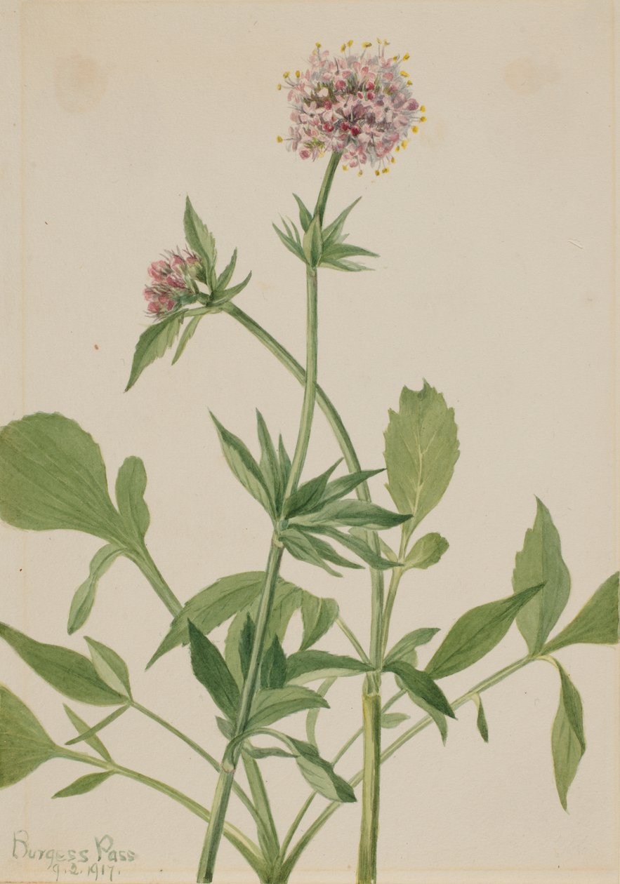Heliotrop Valerian Valeriana sitchensis, 1917. od Mary Vaux Walcott