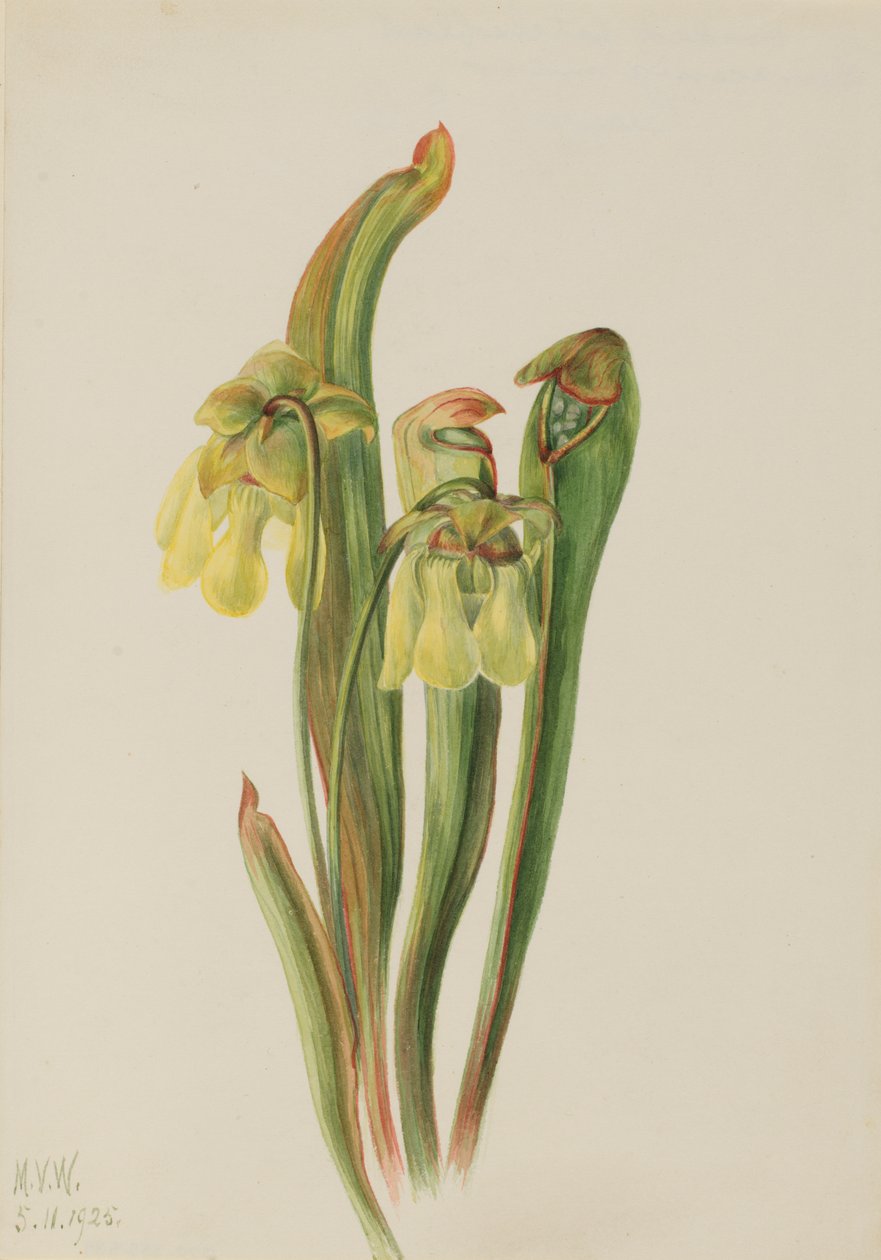 Hooded džbán Sarracenia minor, 1925. od Mary Vaux Walcott