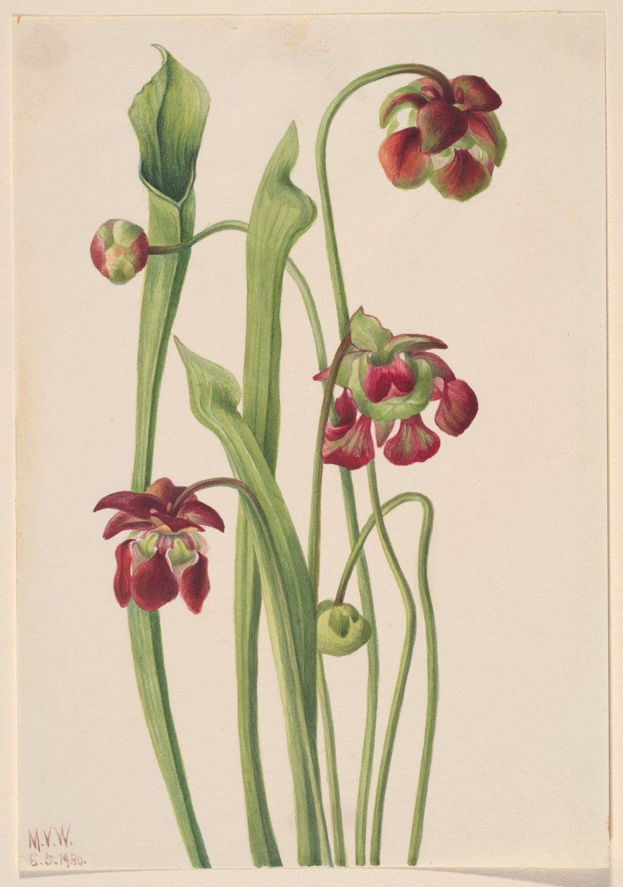 Hybrid Pitcherplant, 1930. od Mary Vaux Walcott