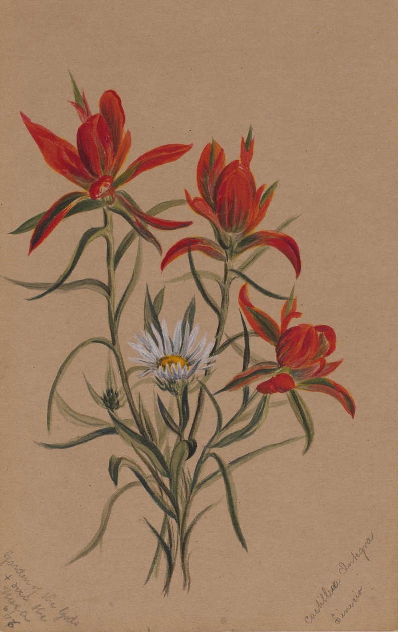 Indický štětec Castilleja rhexifolia, 1883. od Mary Vaux Walcott