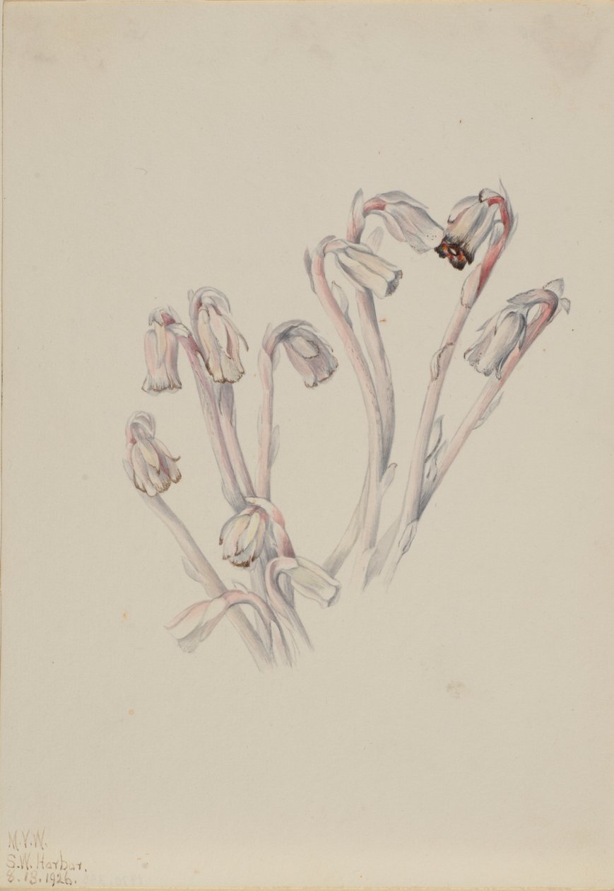 Indiánská dýmka (Monotropa uniflora) od Mary Vaux Walcott