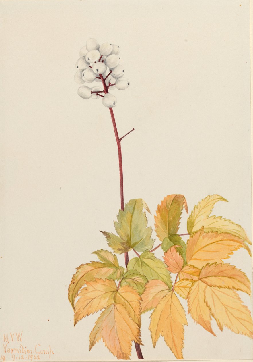 Slonovité borůvky (Actaea arguta) od Mary Vaux Walcott