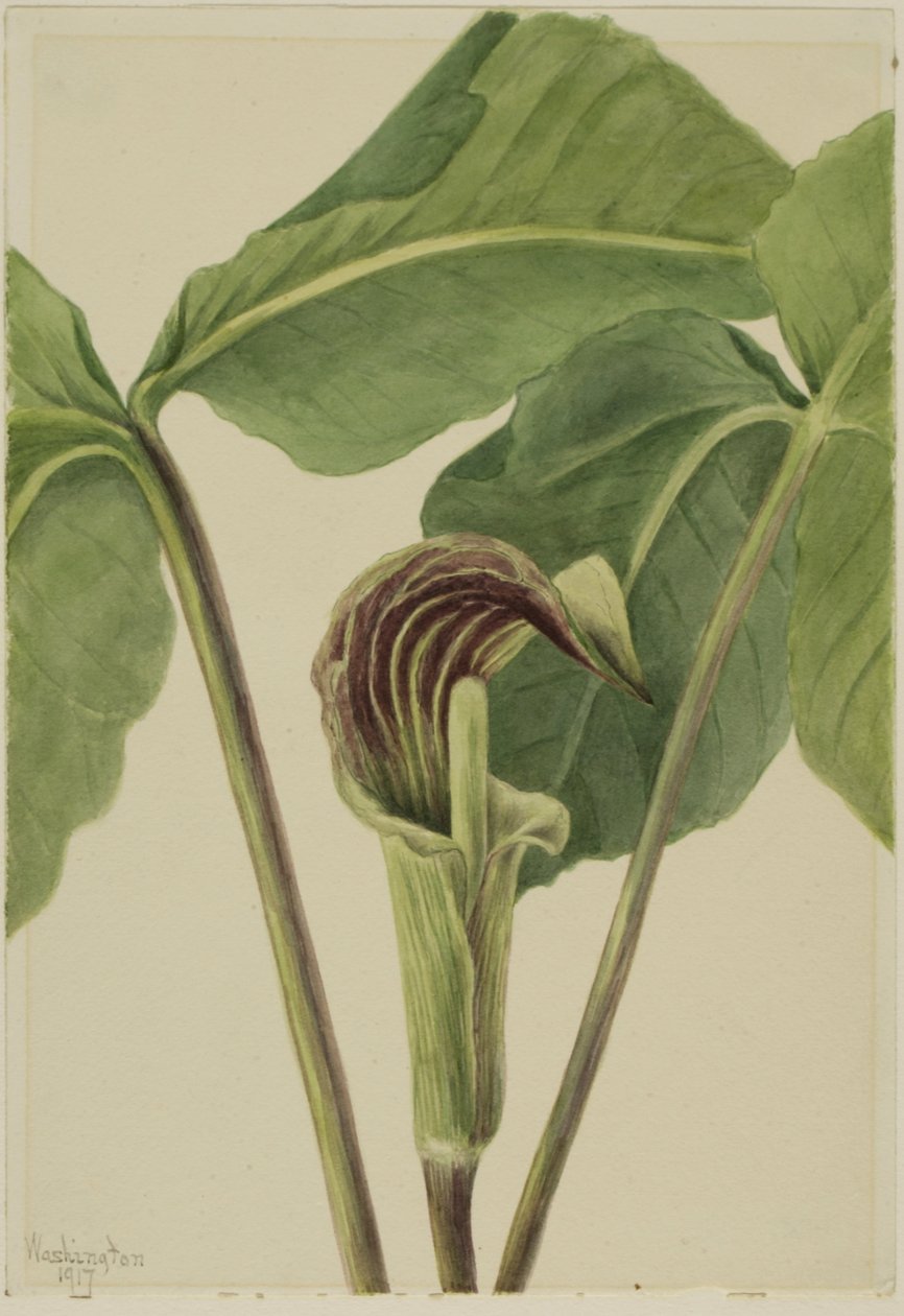 Jack-in-the-pulpit Arisaema triphyllum, 1917. od Mary Vaux Walcott