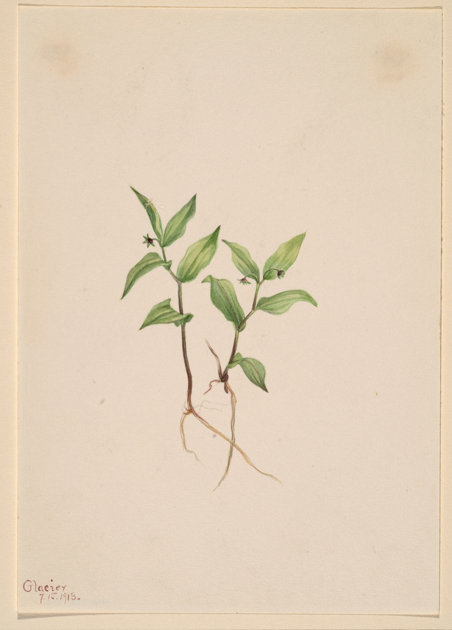 Kruhsea (Kruhsea streptopoides) od Mary Vaux Walcott