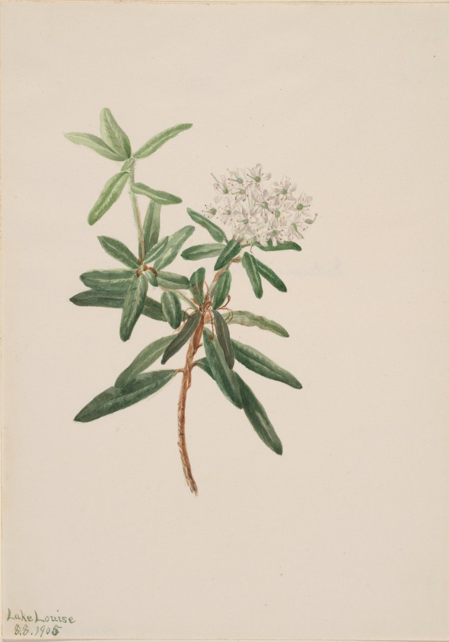 Labradorský čaj (Ledum groenlandicum) od Mary Vaux Walcott