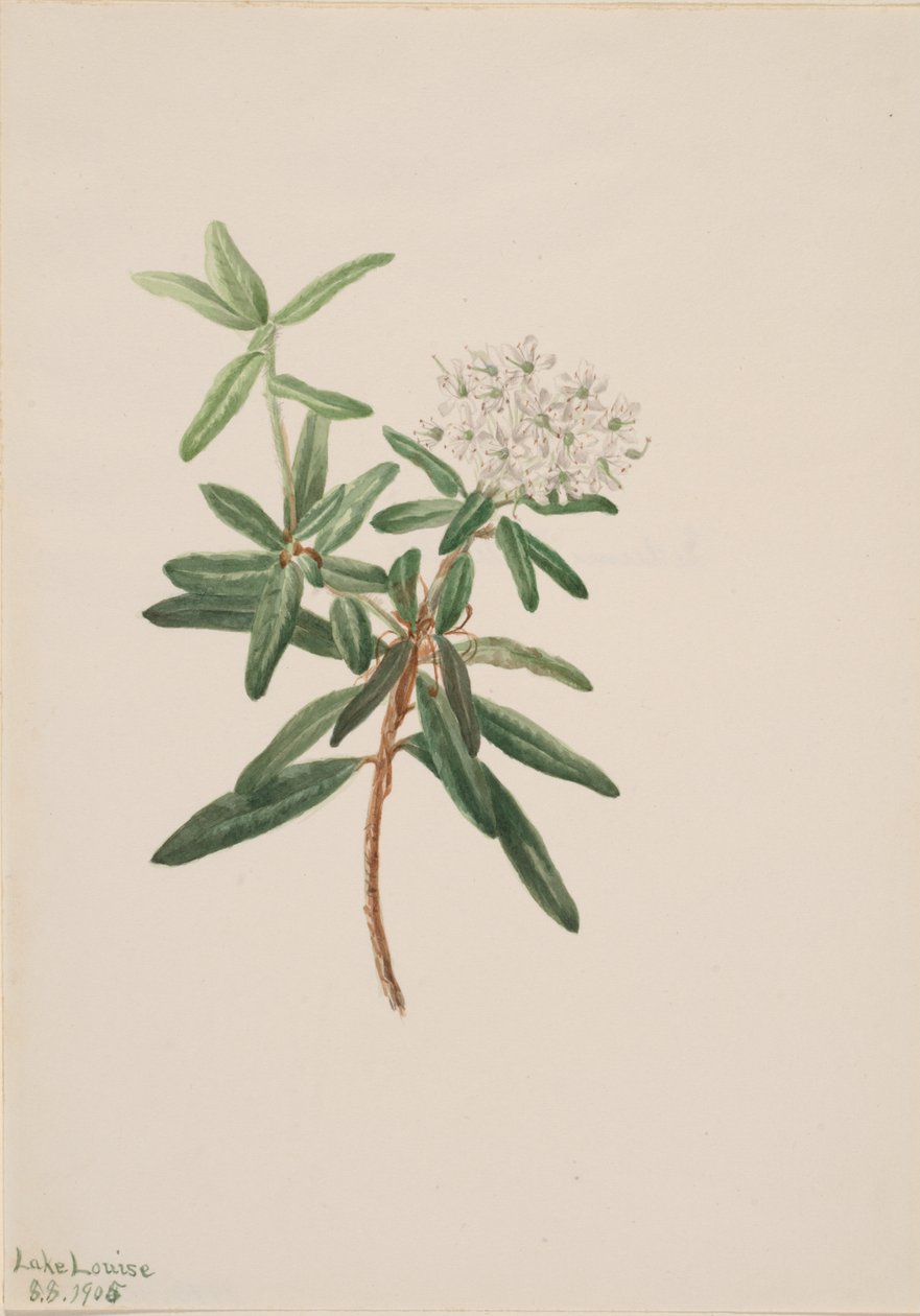 Labradorský čaj Grónský led, 1905. od Mary Vaux Walcott