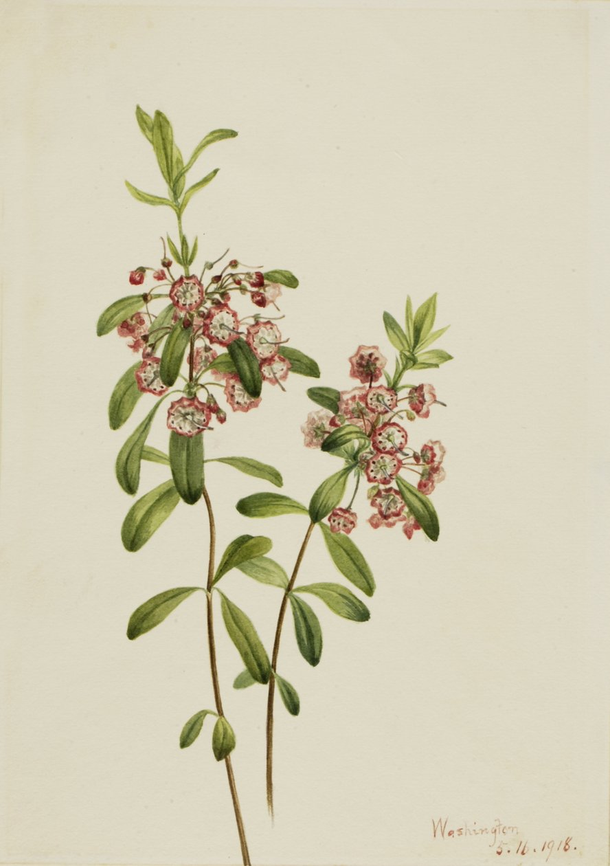 Lambkill Kalmia angustifolia, 1918. od Mary Vaux Walcott