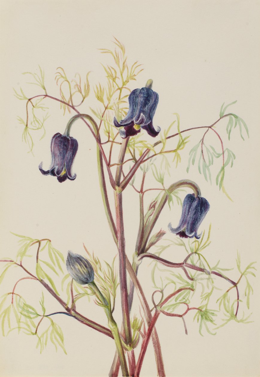 Kožený květ Clematis hirsutissima, ca. 30. léta 20. století. od Mary Vaux Walcott