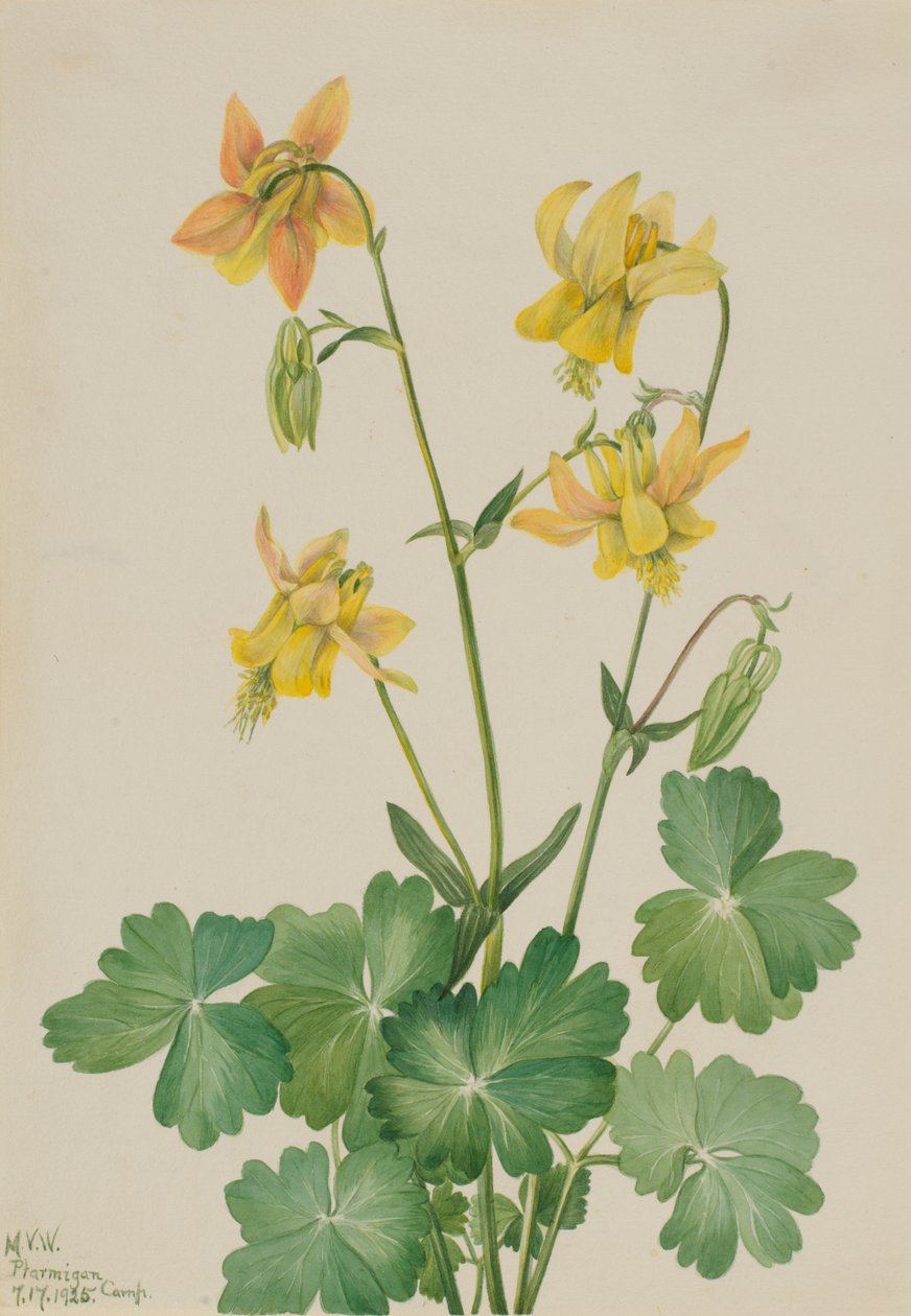 Lemon Columbine Aquilegia flavescens, 1925. od Mary Vaux Walcott