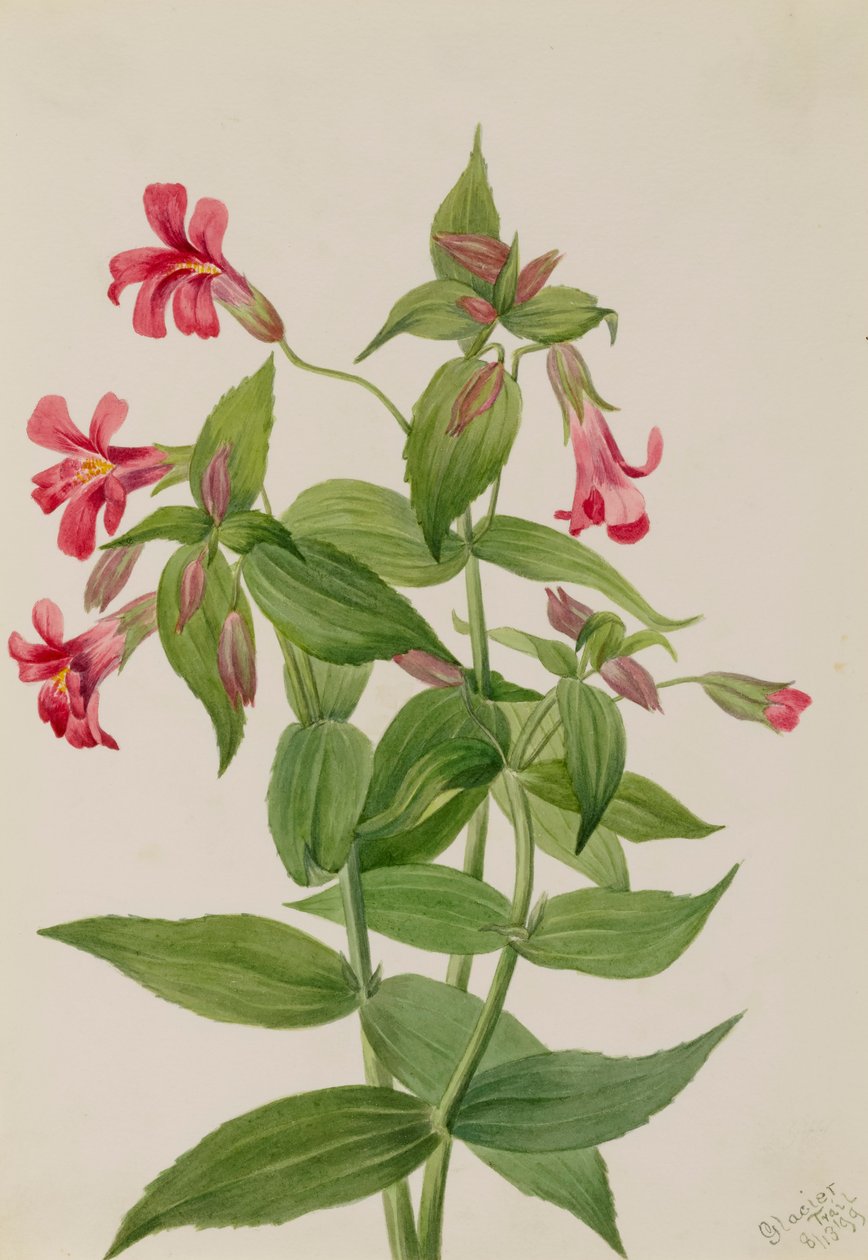 Lewis Monkey Flower Mimulus lewisii, 1899. od Mary Vaux Walcott