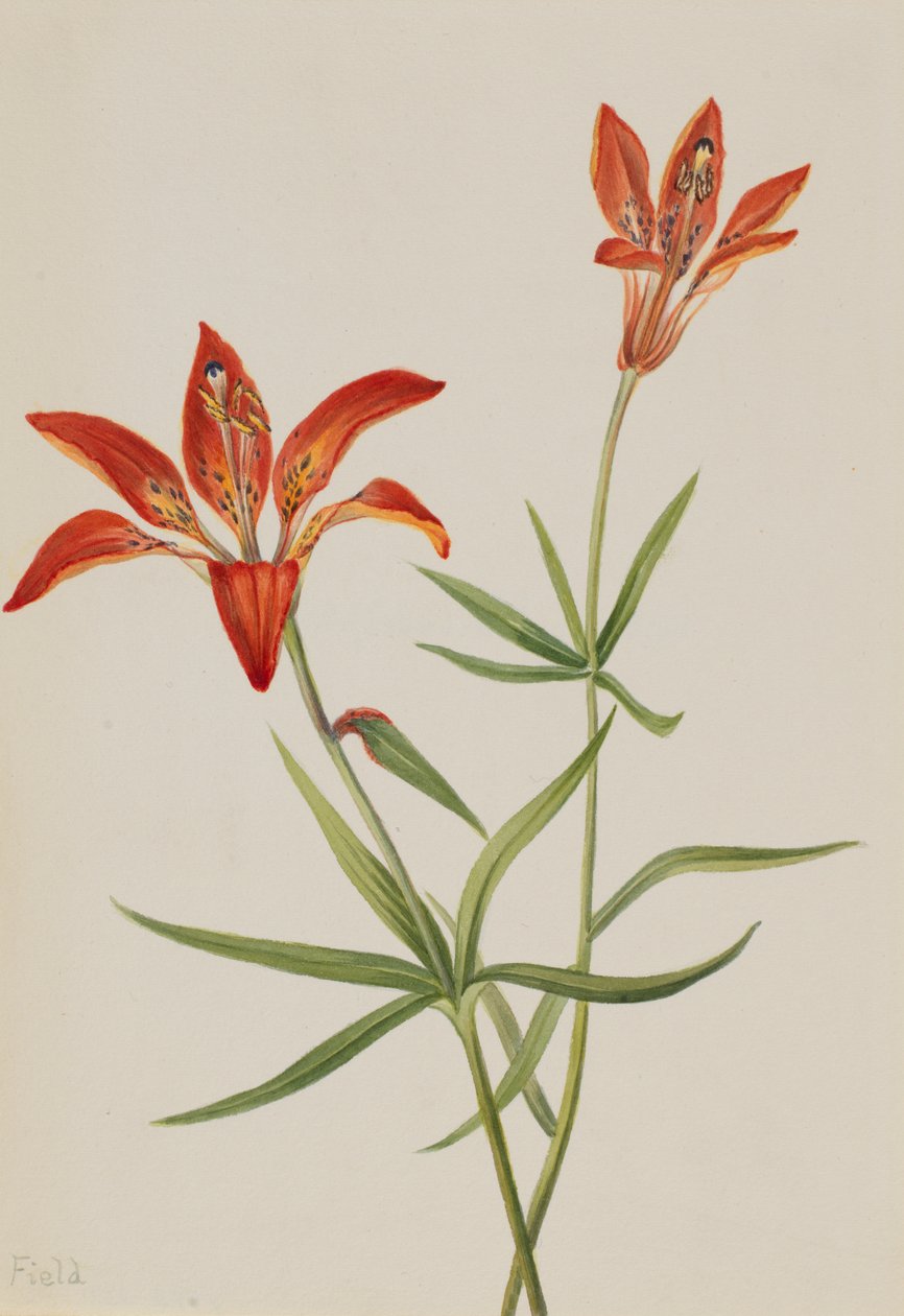 Lily Lilium montanum, ca. 1900-1920. od Mary Vaux Walcott