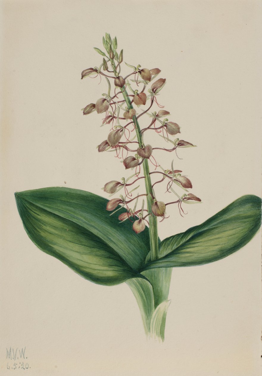 Lily Twayblade (Liparis liliifolia) od Mary Vaux Walcott